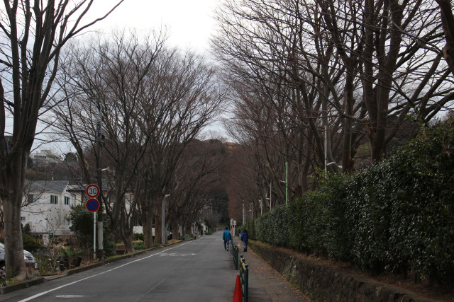 東レけやき並木